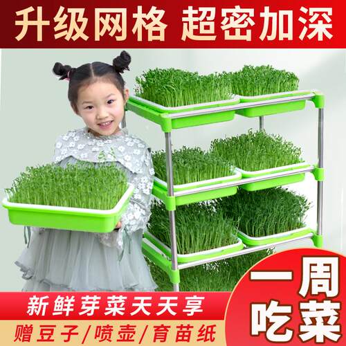 芽苗菜育苗盘水培豌豆种植蔬菜带盖无土栽培豆芽菜纸上种菜盆设备