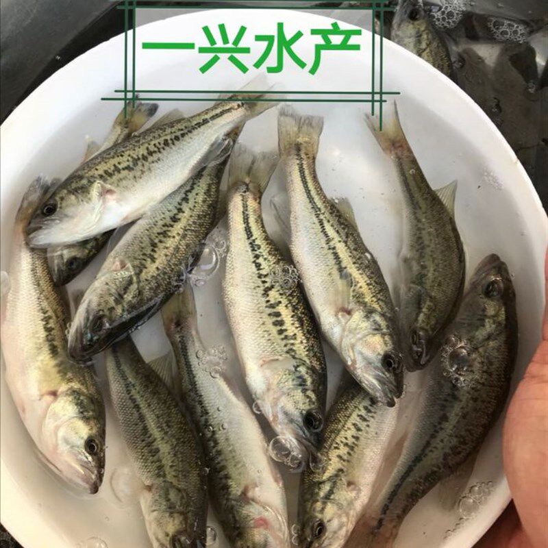 优质鲈鱼苗 加州鲈鱼大规格 路亚苗 大口黑鲈冷水包活包邮淡水