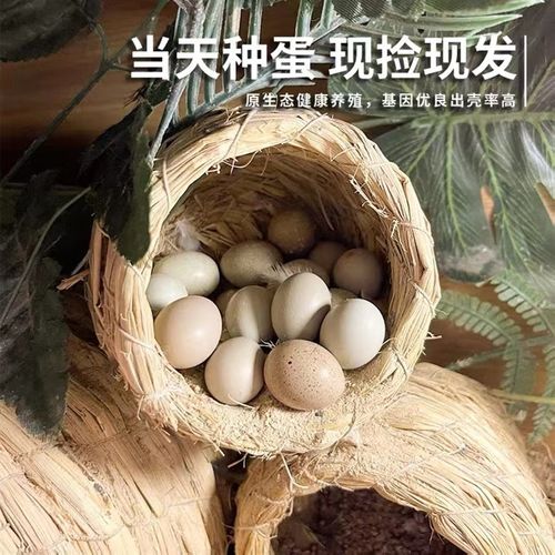 芦丁鸡种蛋受精可孵化蛋活苗全色系宠物观赏鸡蛋孵化当天下受精卵