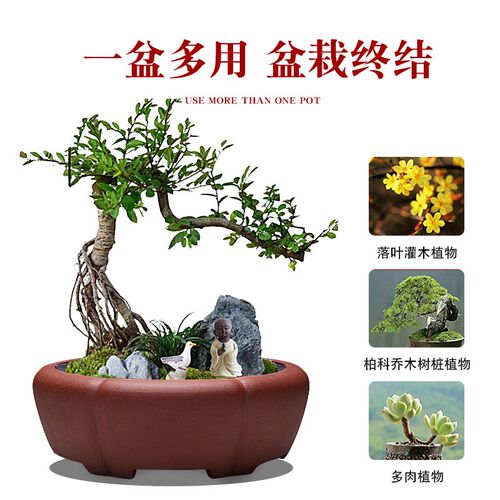 宜兴紫砂盆景花盆陶瓷红紫黑色金弹子黄杨松柏榔榆专用盆景盆