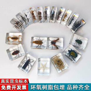 真实树脂昆虫标本真虫甲虫蜘蛛锹甲天牛蝎子螳螂蜥蜴琥珀标本摆件