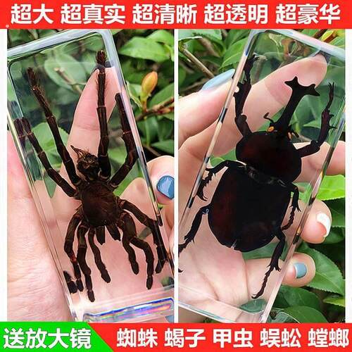 真实树脂昆虫标本真虫甲虫蜘蛛锹甲天牛蝎子螳螂蜥蜴琥珀标本摆件