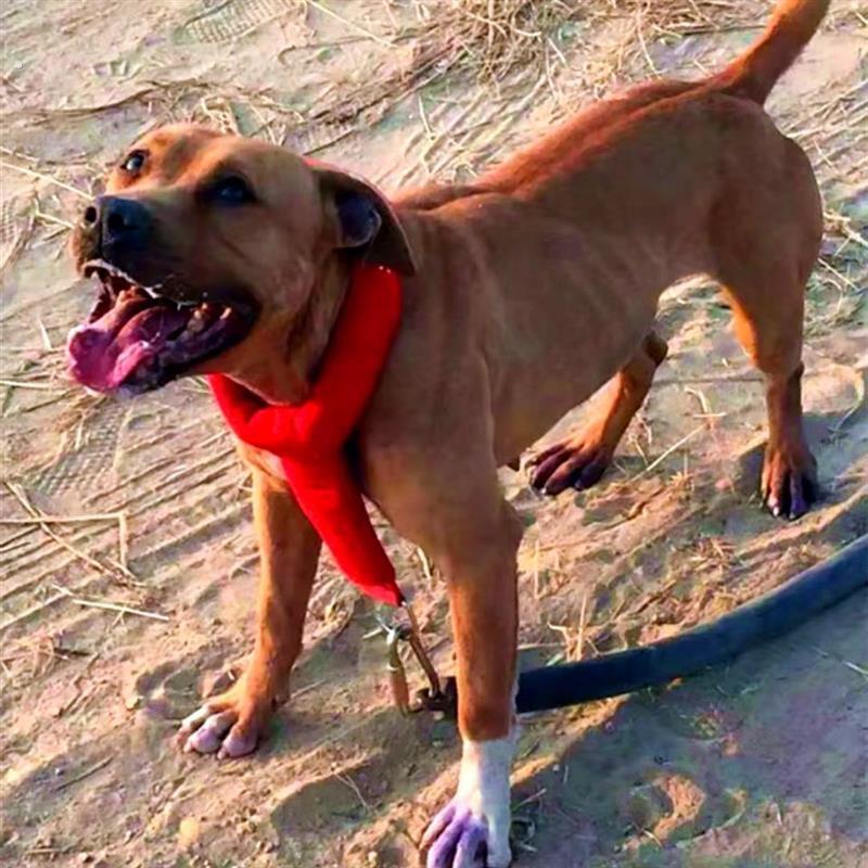 比特犬项圈狗狗尼龙防磨脖训练装备猛犬拖重铁炼脖圈比特犬重项圈