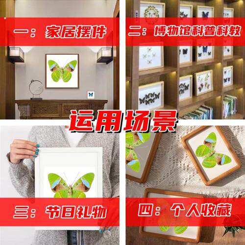蓝带鸭蛱蝶真蝴蝶标本未展翅原蝶成品装框礼物展示相框摆件