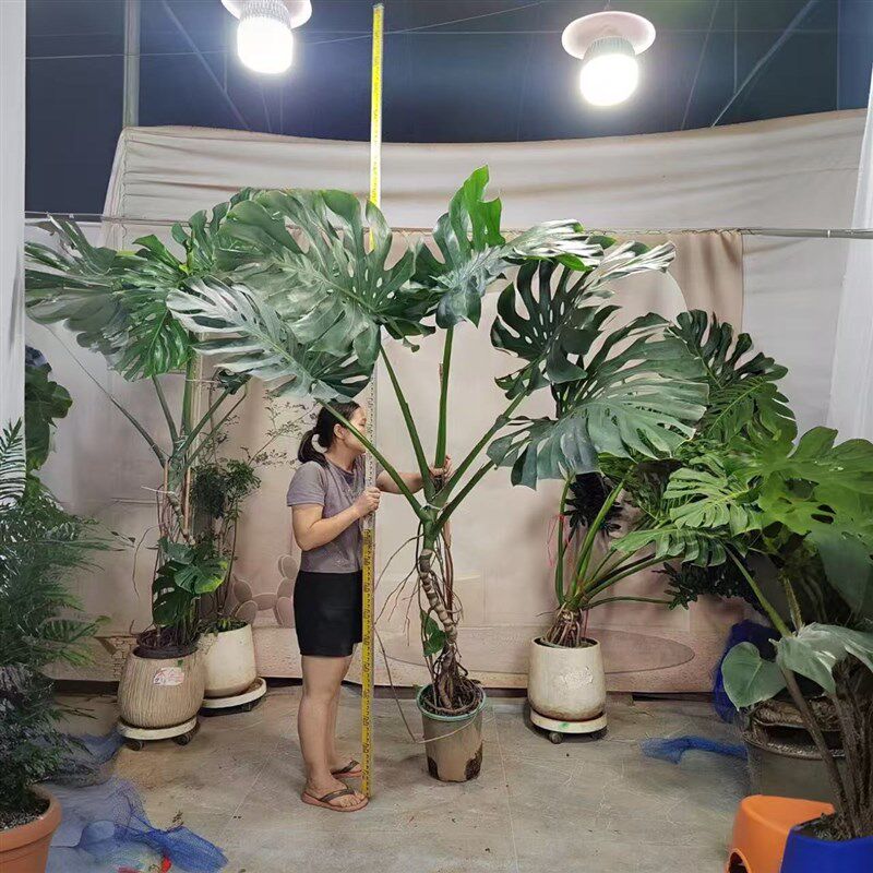 老桩龟背芋客厅大盆栽提根大叶客厅室内大型植物开背巨型绿植好养
