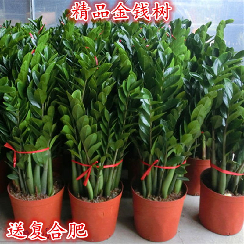 金钱树摇钱树室内客厅大绿植盆栽盆景花卉吸甲醛观叶招财植物包邮
