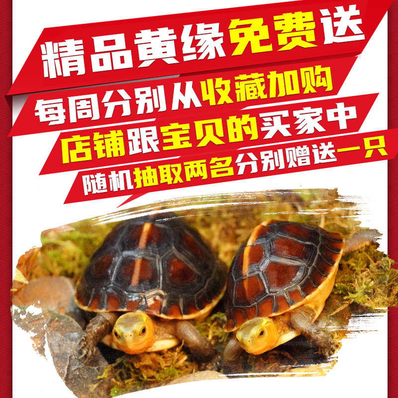 黄缘龟乌龟活物幼龟安缘龟台缘龟网红宠物小乌龟海南金钱龟小青龟