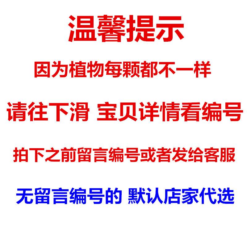 小叶紫檀盆景树桩室内客厅盆栽老桩黑檀木四季常青吸甲醛植物包邮