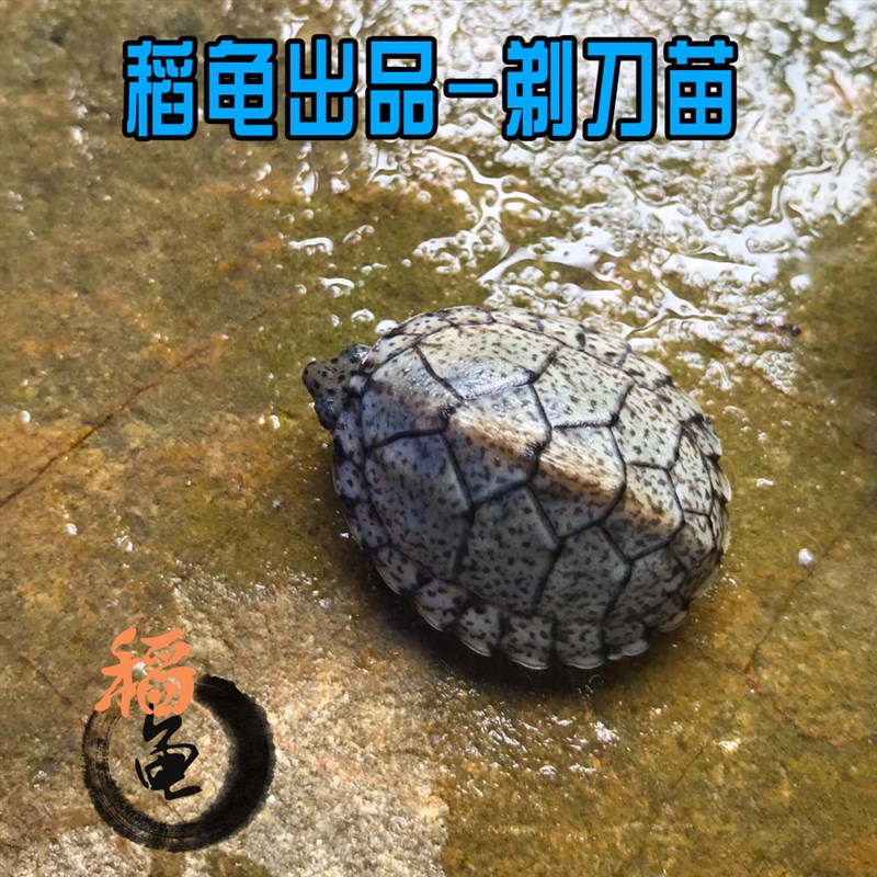 剃刀龟苗活体麝香龟苗活体冷深水龟蛋龟巨头红面乌龟宠物龟屋顶龟