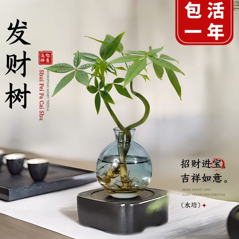 发财树小盆栽水培植物办公室内桌面绿植客厅招财摆件四季常青好养