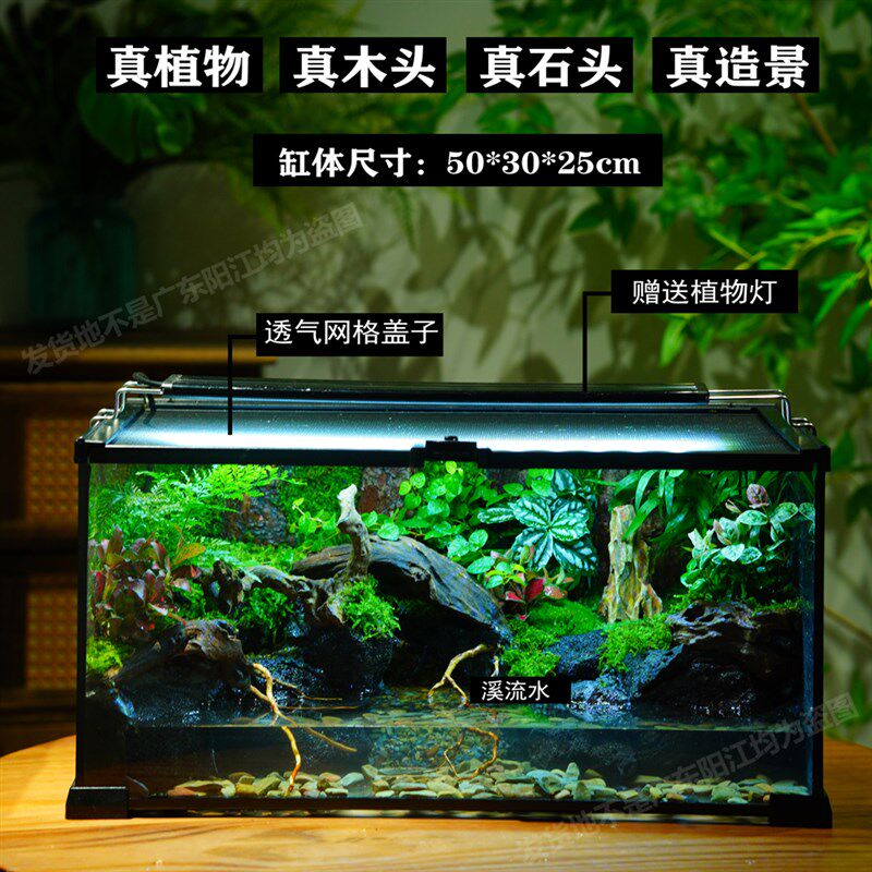 苔藓微景观爬宠生态缸乌龟缸桌面水陆缸雨林缸造景成品绿植礼物