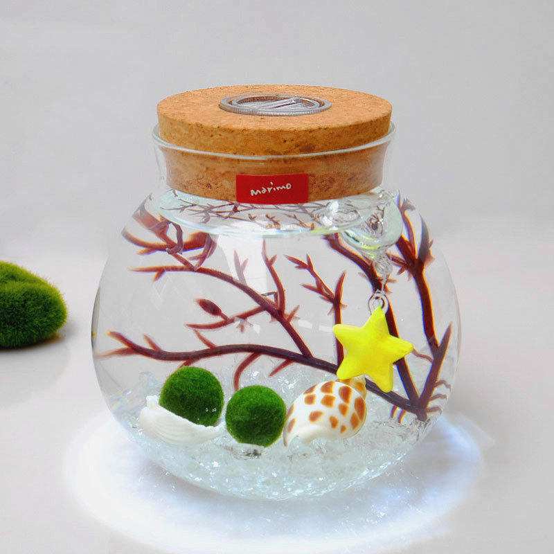 包邮marimo马里莫海藻球微景观生态瓶球藻盆栽室内水培植物营养液