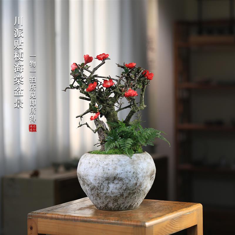 室内花卉植物贴梗海棠花盆栽会开花阳台花卉一物一拍老桩植物造型