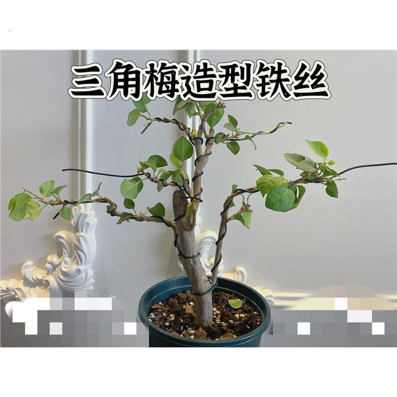 三角梅造型铁丝盆景制作蟠扎铝丝盘扎枝条定型铁丝材料