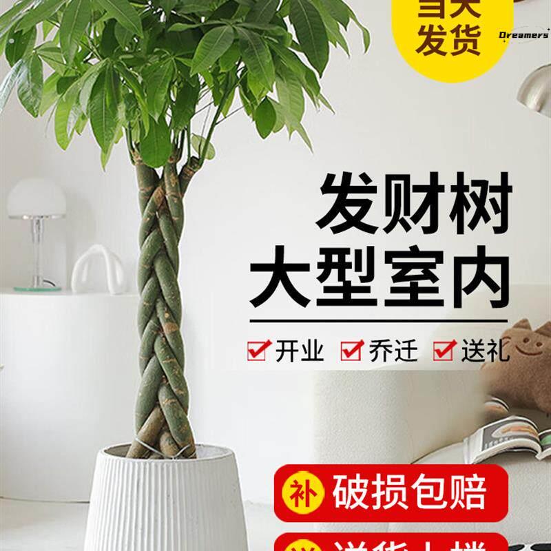 。盆栽客厅落地大号乔迁新居礼品绿植发财树大棵辫子树家庭新房落