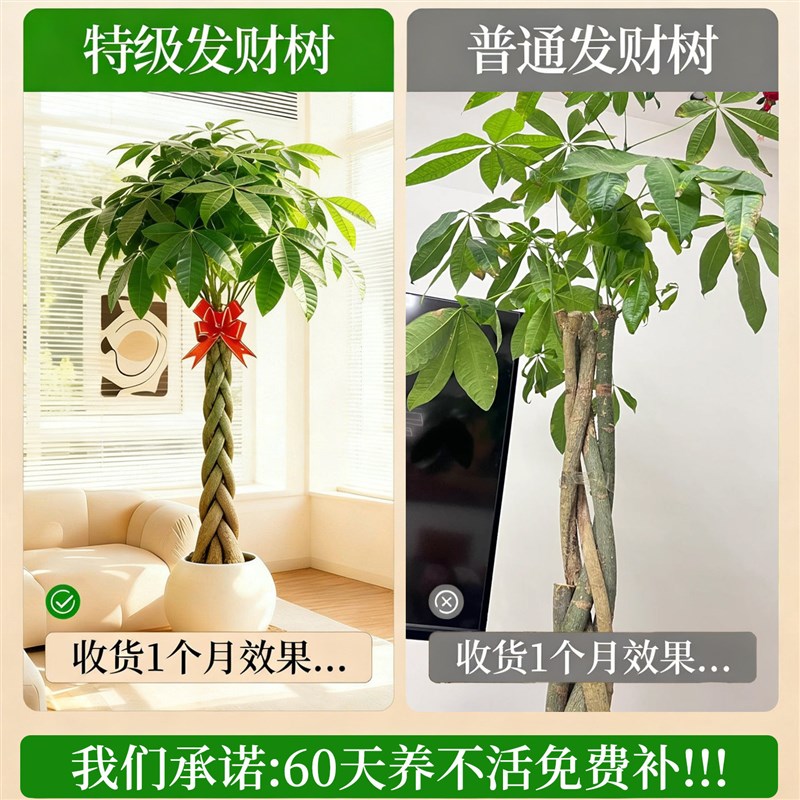 辫子发财树客厅盆栽大型室内绿植招财树办公室乔迁开业落地植物棵