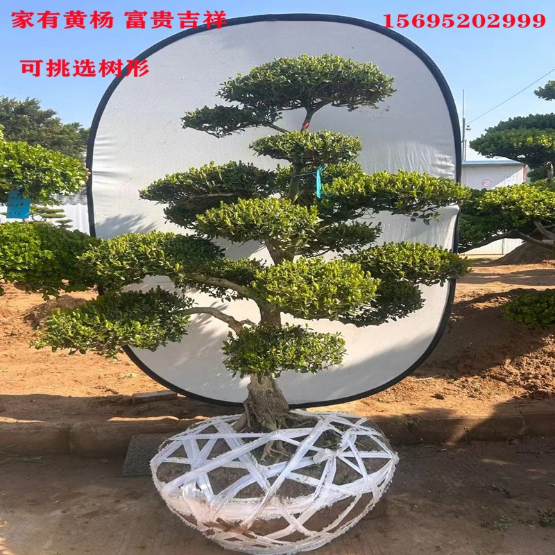 小叶瓜子造型黄杨树庭院别墅造型黄杨树绿化黄杨盆景树四季常青