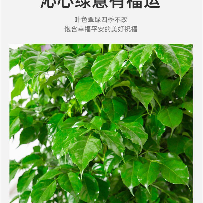 幸福树客厅盆栽大型植物老桩绿植大花盆室内平安树吸甲醛四季好养