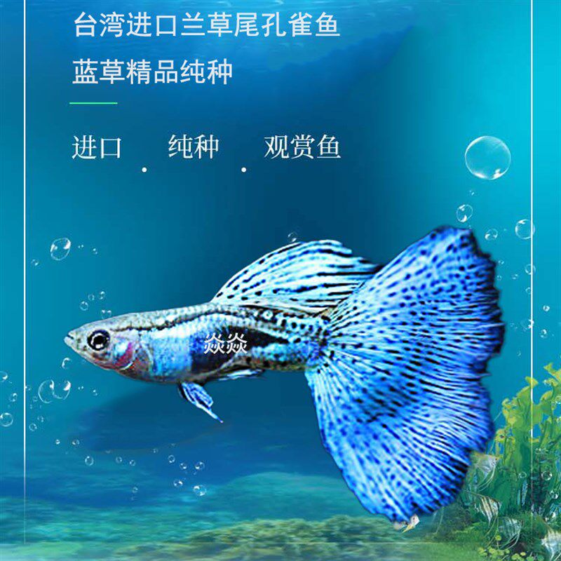 孔雀鱼精品稀有兰草尾蓝草缎带大C淡水凤尾鱼小型热带观赏鱼热销