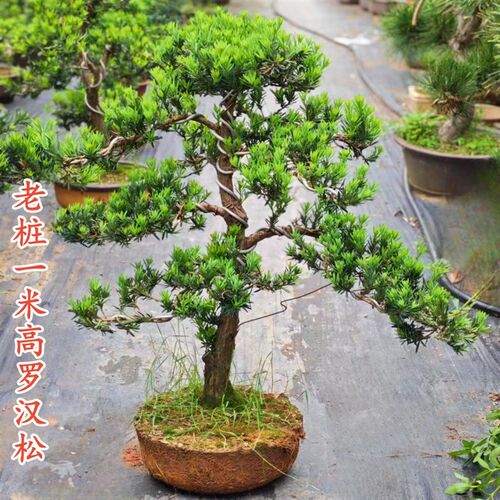 金钻罗汉松盆景老桩雀舌真造型树室内外花园庭院别墅玄关绿植大树