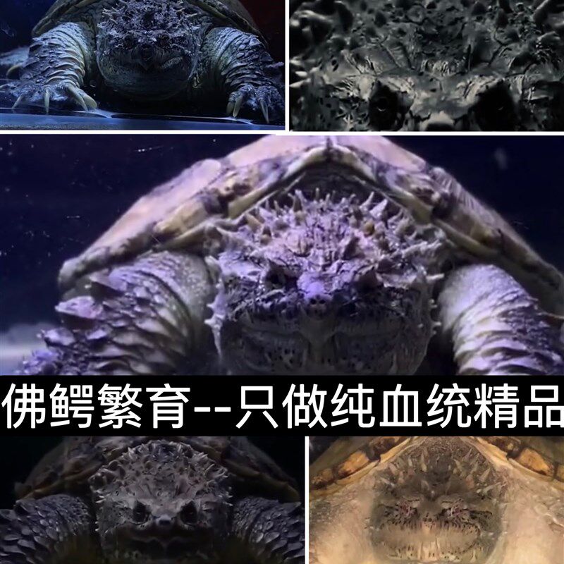 原种爆刺纯佛鳄龟苗佛罗里达拟鳄龟活体宠物观赏凶猛小乌龟鳄龟蛋