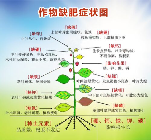 高钾肥叶面肥水溶性花用有机氮磷钾肥家用果树保花保果膨大增甜增