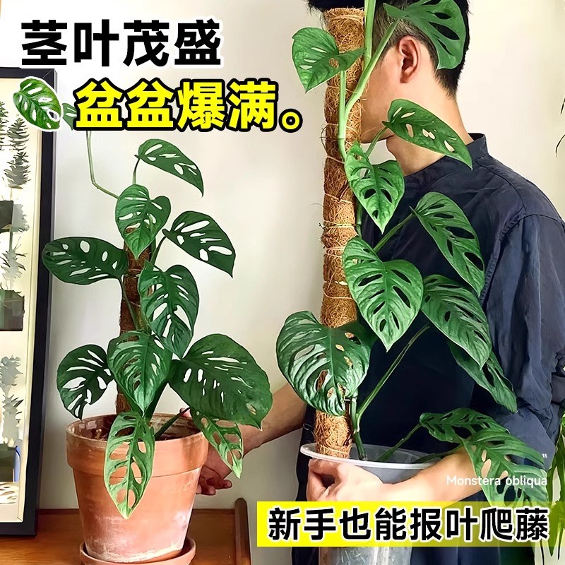 仙洞龟背竹盆栽水培爬藤植物室内好养观叶垂吊绿植适合懒人养的花图片