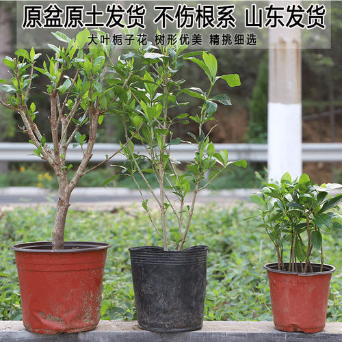 独杆大花牡丹栀子花树苗盆栽四季常青室内阳台浓香型花卉棒棒糖