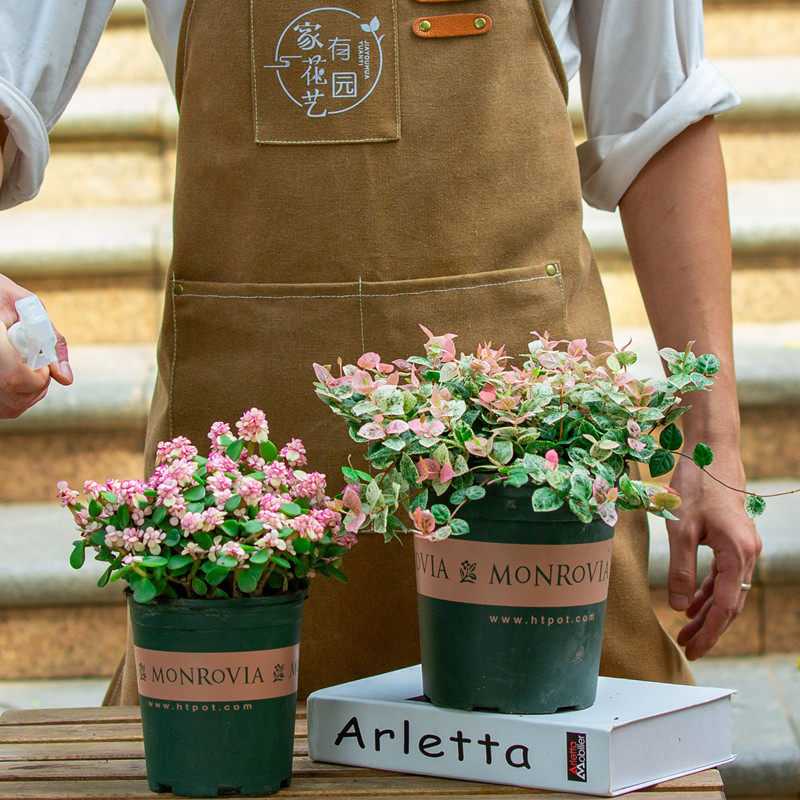 金枝玉叶盆栽室内阳台花卉花苗彩叶植物好养绿植花叶络石盆景多肉