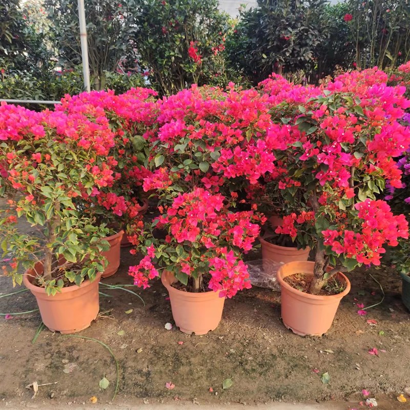 深圳勒杜鹃重瓣三角梅盆栽带花爬藤老桩四季开花阳台庭院花卉植物