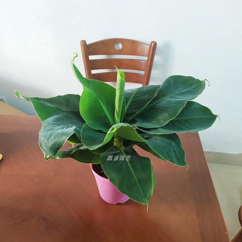 迷你株型香蕉 超矮卡文迪什盆栽  矮生香蕉盆栽室内阳台植物绿植图片