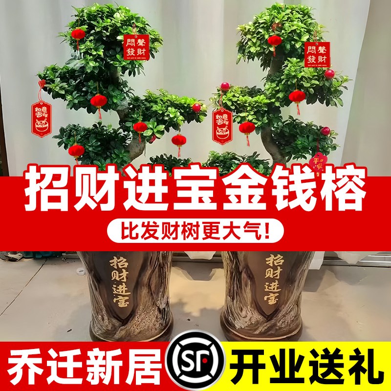 金钱榕大盆栽室内招财摇钱树客厅办公室金钱树大型盆景发财树四季
