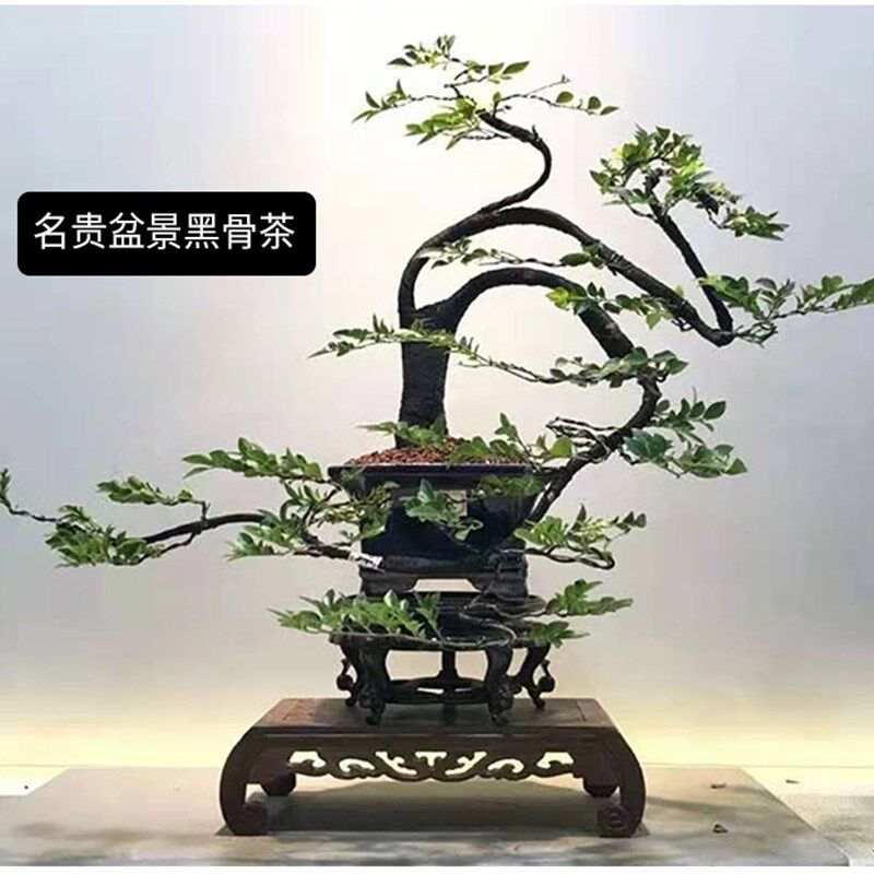 小叶紫檀盆景树桩植物花卉盆栽办公室内绿植黑骨茶苗镇宅四季常青