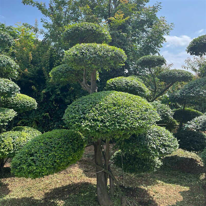 小叶女贞造型树 庭院别墅造型景观 四季常青盆景地栽多头女贞绿植