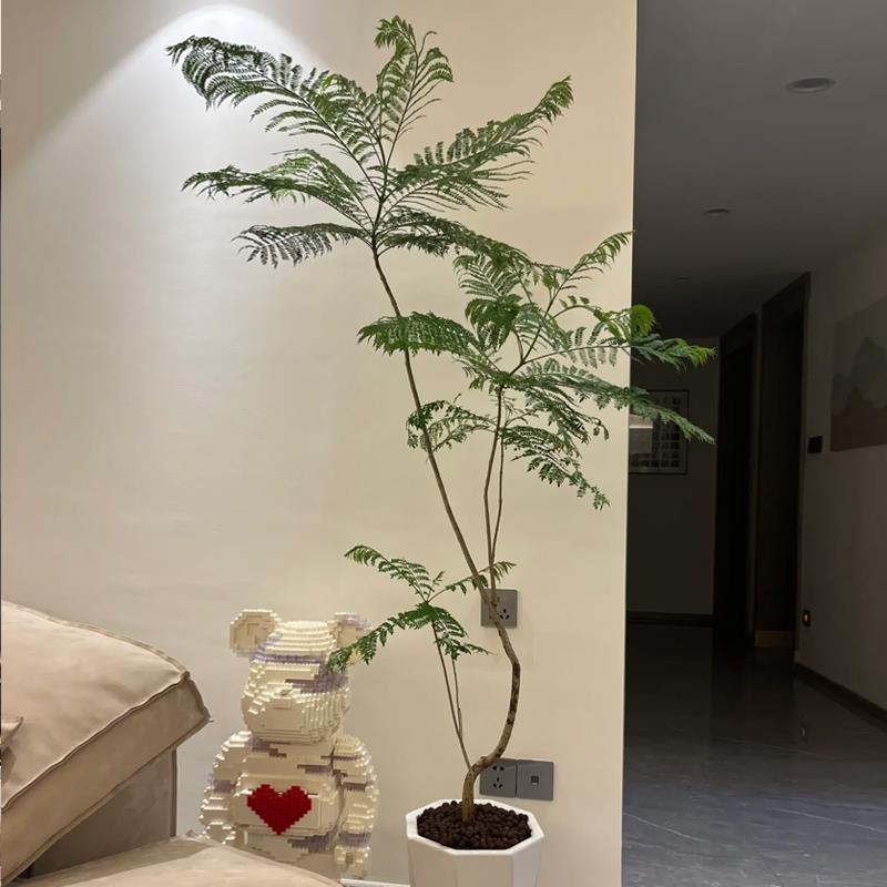 蓝花楹大型绿植室内网红大树真树造型盆栽落地植物客厅一物一拍