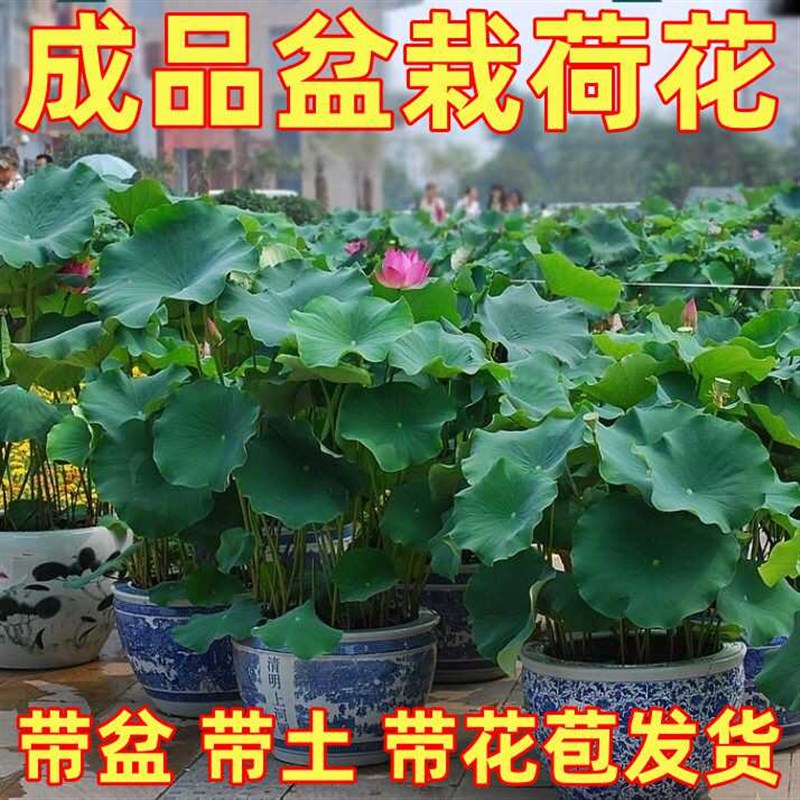 观赏荷花盆栽成品苗带花苞水养睡莲碗莲植物庭院池塘种植大型藕根