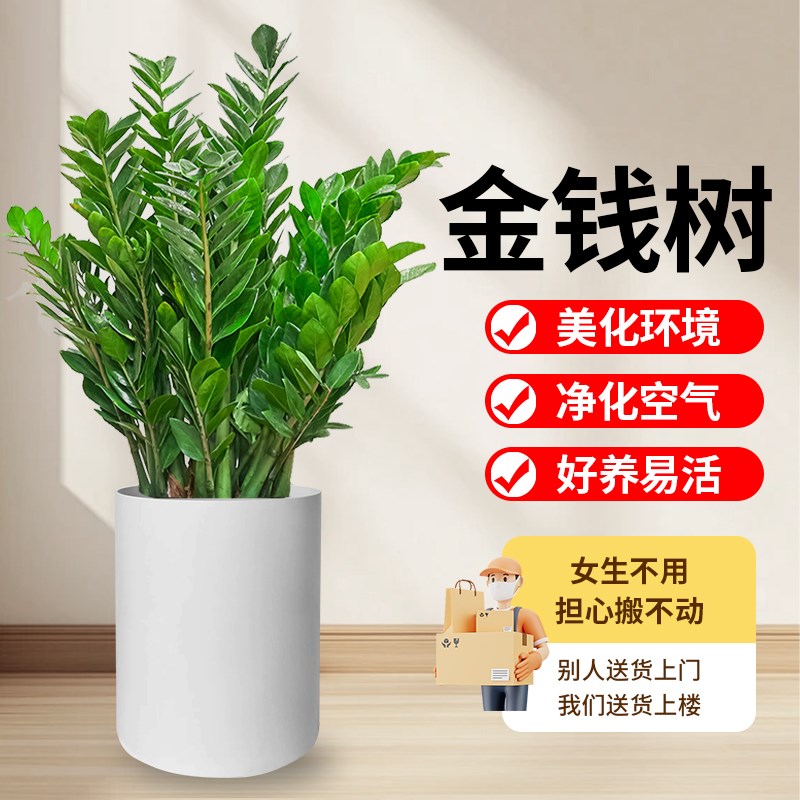 金钱树盆栽客厅大花盆办公室内大型好养绿植乔迁摇钱串子招财摆件