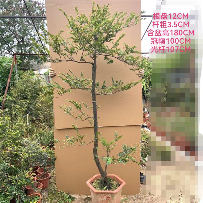 落地高桩小叶紫檀盆景网红文人树桩黑檀黑骨盆栽室内外好养绿植