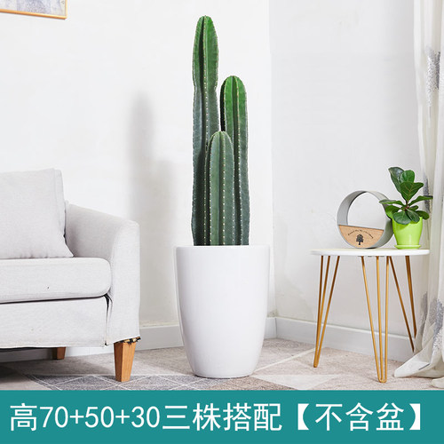 仙人柱量天尺盆栽多肉植物无刺仙人掌室内大型客厅好养北欧风绿植