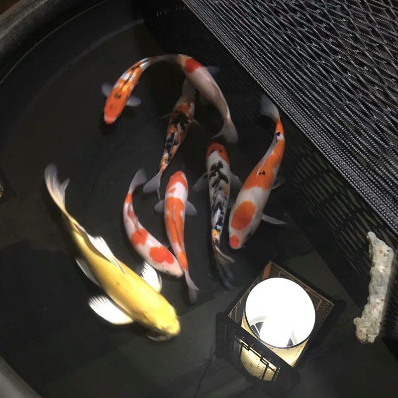 鱼缸防跳网 乌龟防逃网 金鱼缸防跳网罩尼龙防逃网订做鱼缸网罩80
