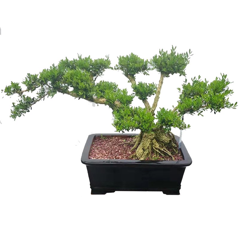 黄杨盆景精品矮霸老桩造型真树室内花卉绿植盆栽客厅阳台玄关摆件