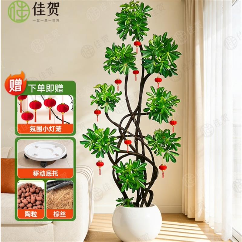 鸭脚木客厅大型绿植高级感八方来财植物盆栽高端大气上档次鸭掌木