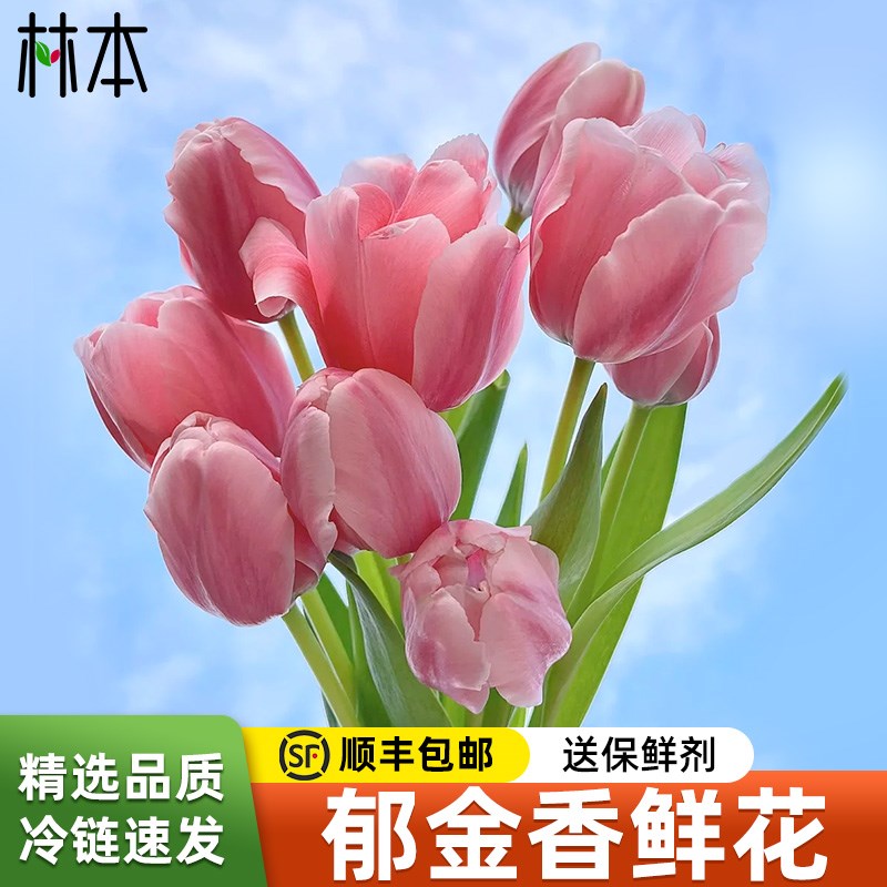郁金香鲜花水培粉紫色鲜切三八花束家用客厅插花真花云南基地直发