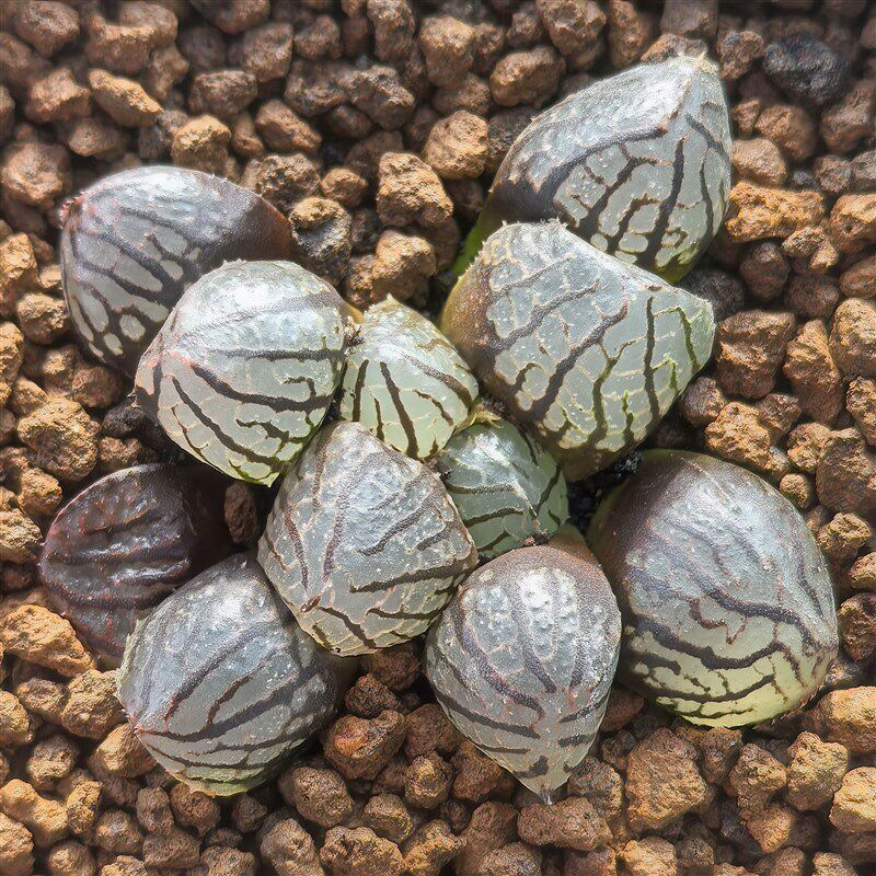 多肉植物十二卷魔界变异5-6厘米,带原盆土发货,包邮。