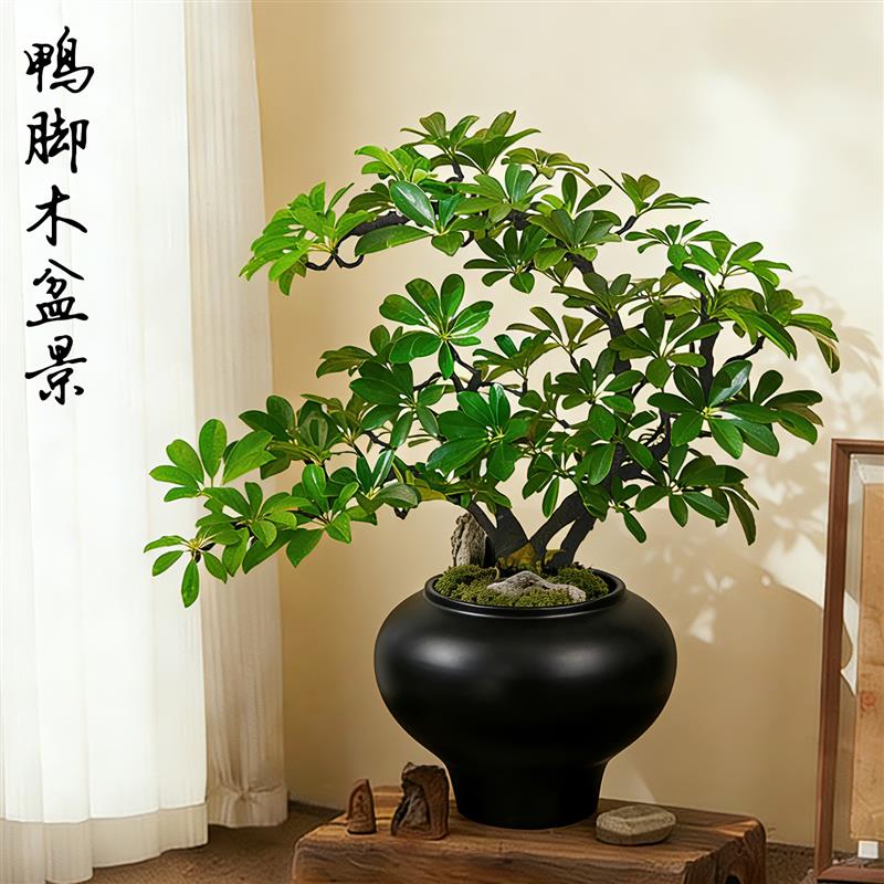 鸭脚木盆栽客厅旺宅桌面植物入户玄关八方来财盆景办公室绿植卧室