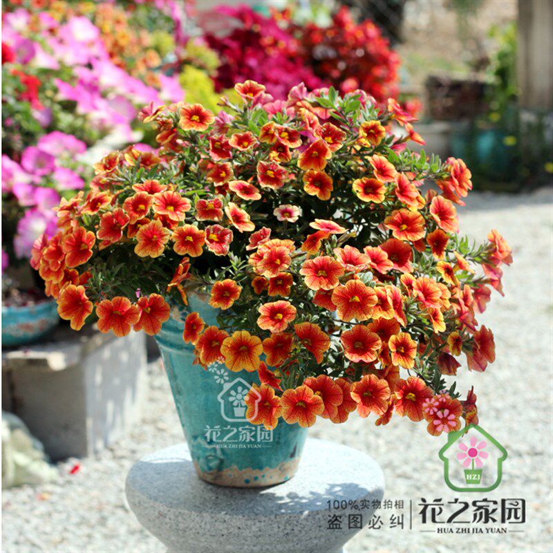 花园装饰挂墙欧式复古陶壁盆做旧壁挂陶盆创意大挂壁阳台花卉花盆