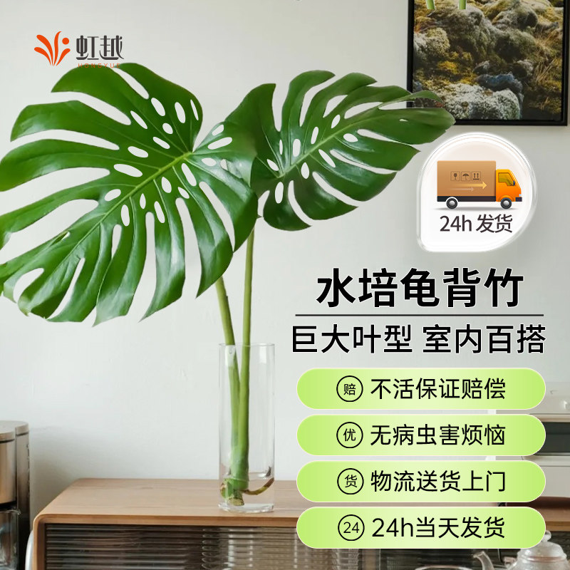 龟背竹水培老桩龟背竹水培植物室内好养水养绿植四季水培植物客厅