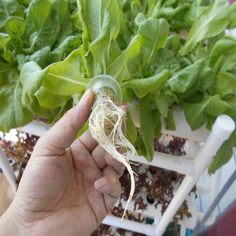 园艺用品水培蔬菜定植篮阳台无土栽培圆形加深塑料固根器整箱销售