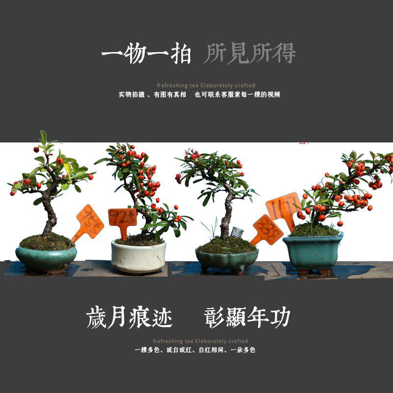 【火棘盆景 微型盆栽 老桩 小品造型】茶台书桌吉祥果一物一拍