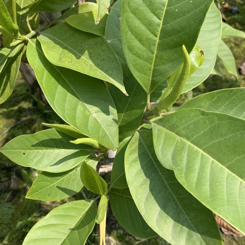 白兰花白玉兰树苗盆栽玉兰花苗带花苞矮化老桩花卉绿植植物黄角兰图片